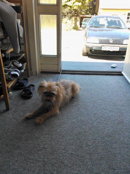 Blanding af racer Czapi billede 15