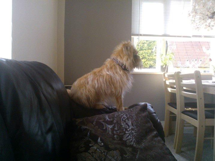 Blanding af racer Czapi billede 16