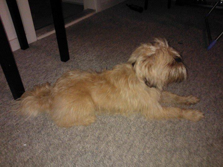 Blanding af racer Czapi billede 17