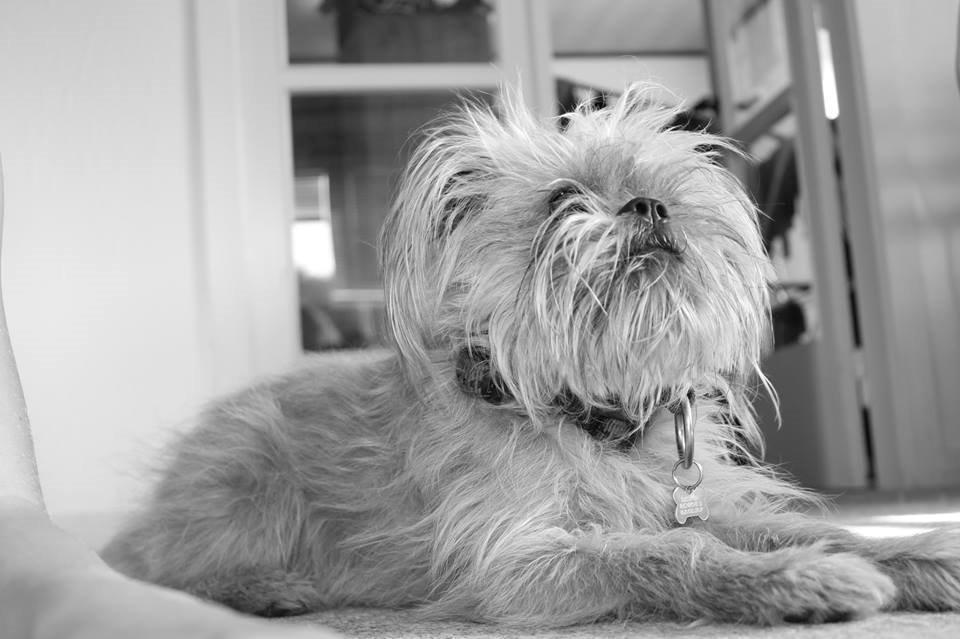 Blanding af racer Czapi billede 18