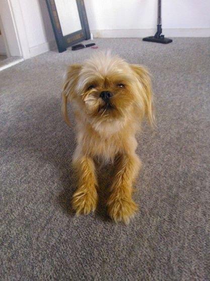 Blanding af racer Czapi billede 19