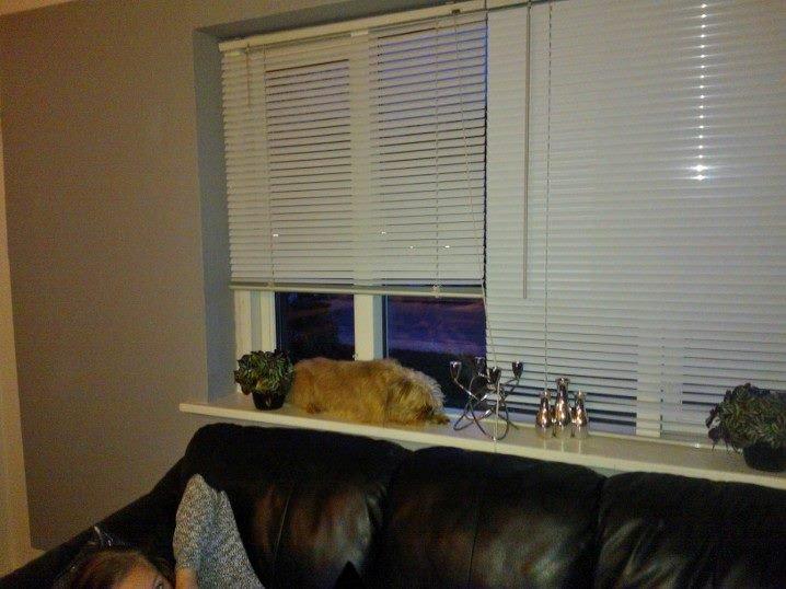 Blanding af racer Czapi billede 20