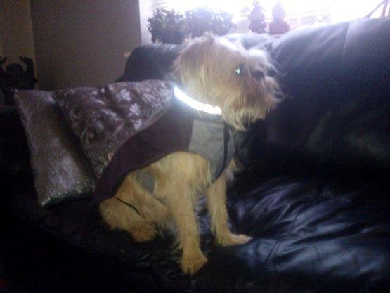 Blanding af racer Czapi billede 21