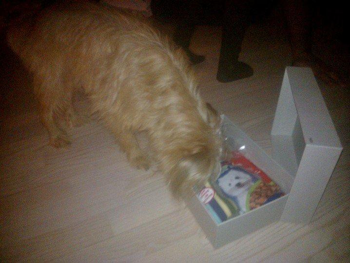 Blanding af racer Czapi billede 22