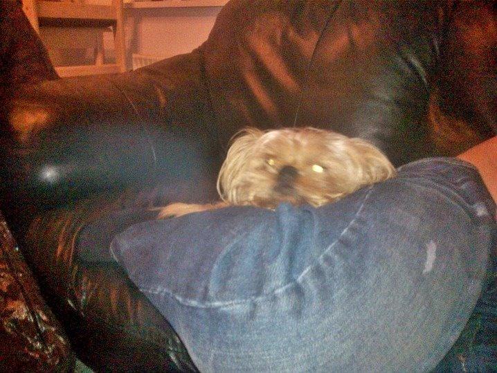 Blanding af racer Czapi billede 23