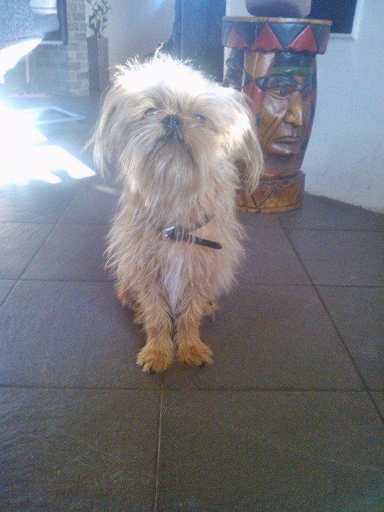 Blanding af racer Czapi billede 24