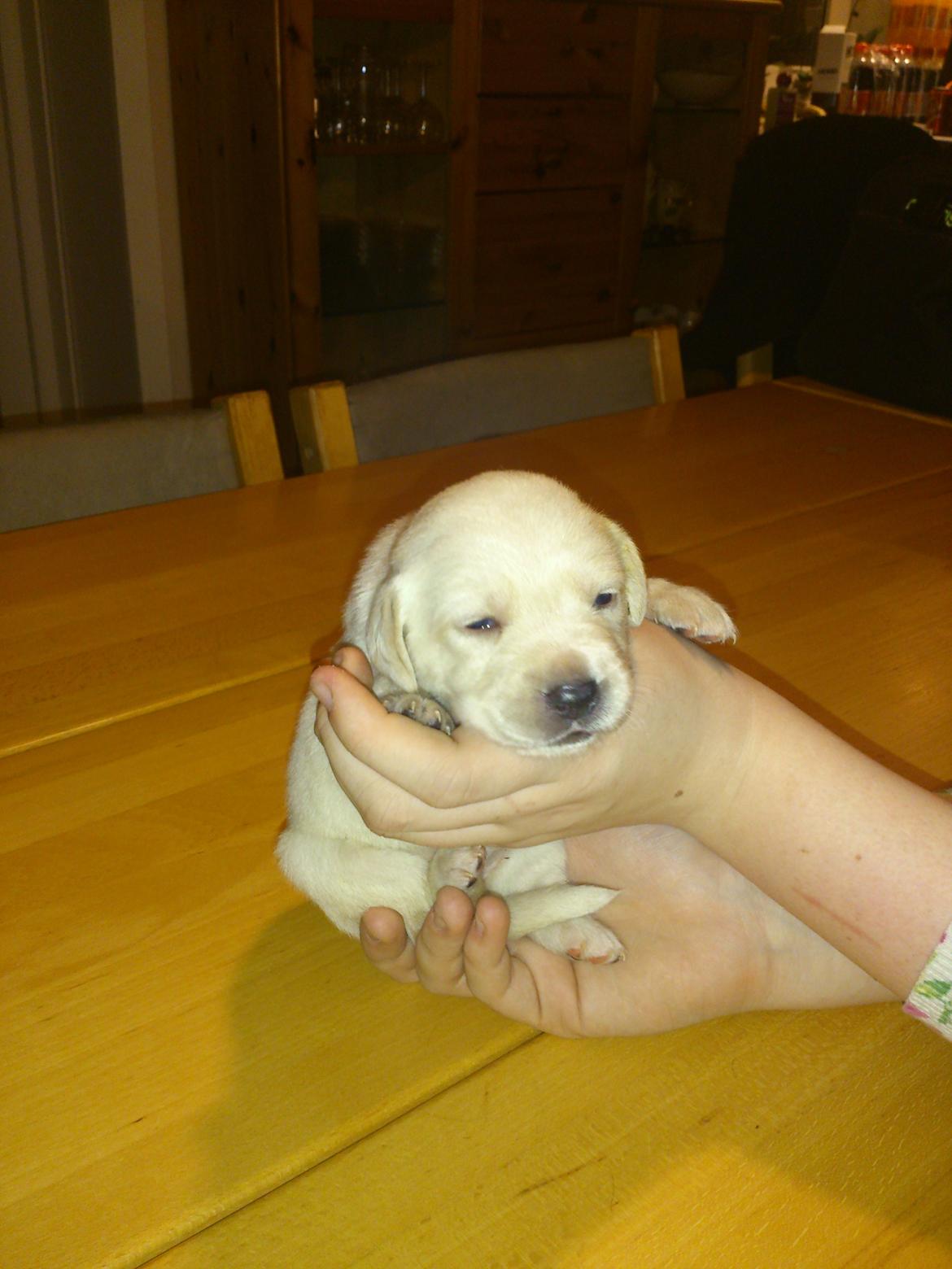 Labrador retriever Micha Mi Diamante - lige efter lille micha havde fået øjne  billede 5