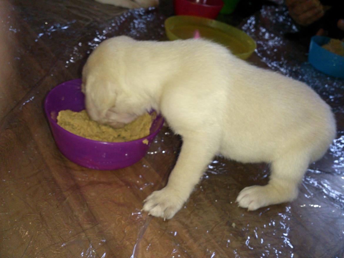 Labrador retriever Micha Mi Diamante - tårfoder for første gang  billede 6