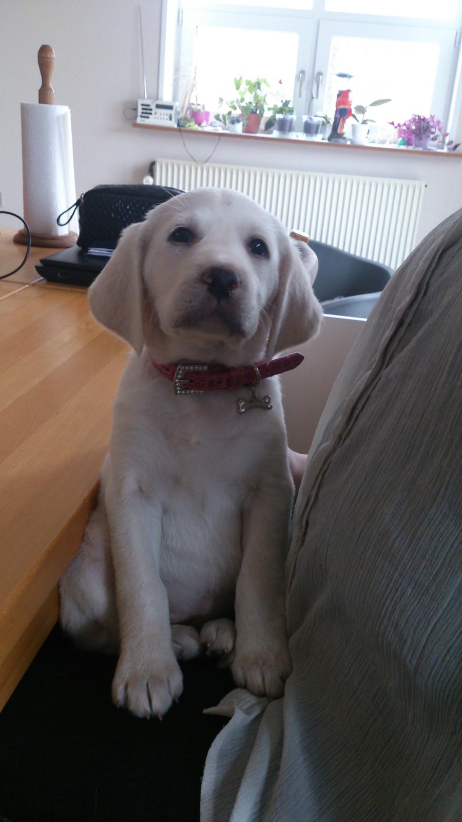 Labrador retriever Micha Mi Diamante billede 7