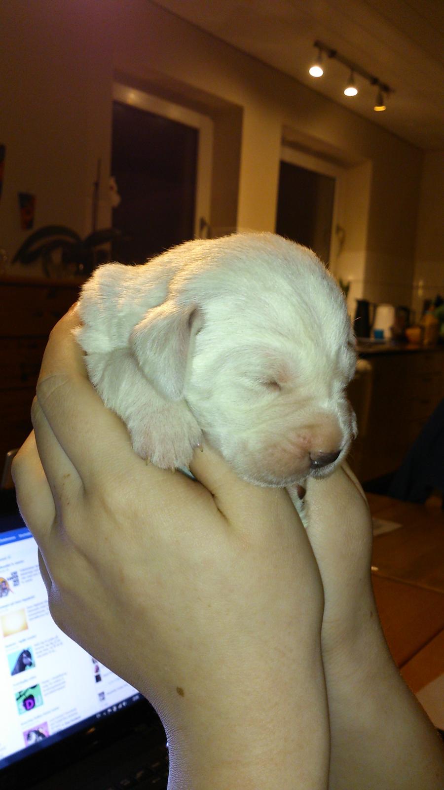 Labrador retriever Micha Mi Diamante - inden lille micha fik øjne billede 4