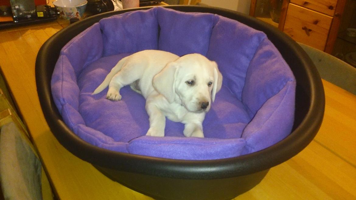 Labrador retriever Micha Mi Diamante billede 9