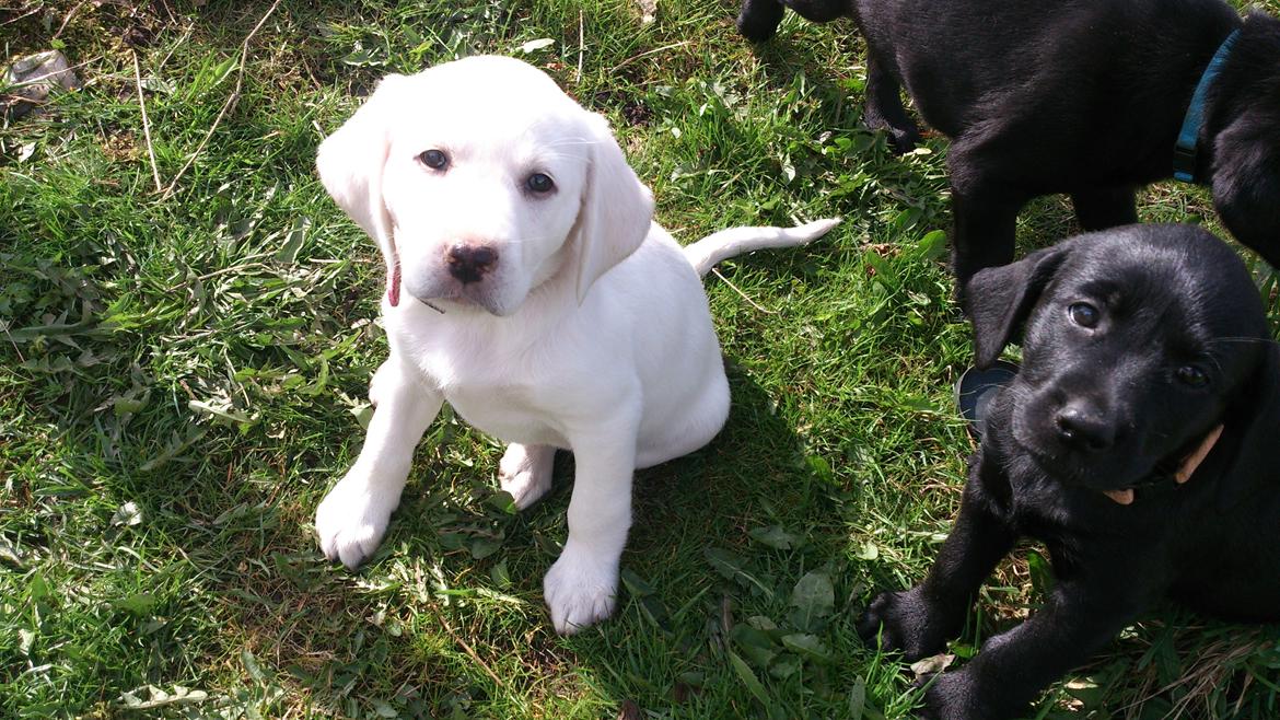 Labrador retriever Micha Mi Diamante - smukke lille Micha  billede 2