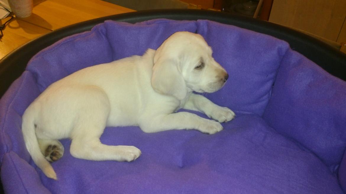 Labrador retriever Micha Mi Diamante - micha i sin nye kurv billede 8