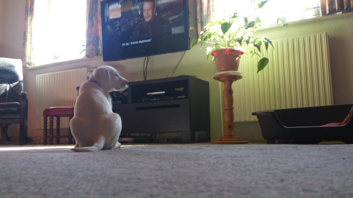 Labrador retriever Micha Mi Diamante - så ses der tv billede 12