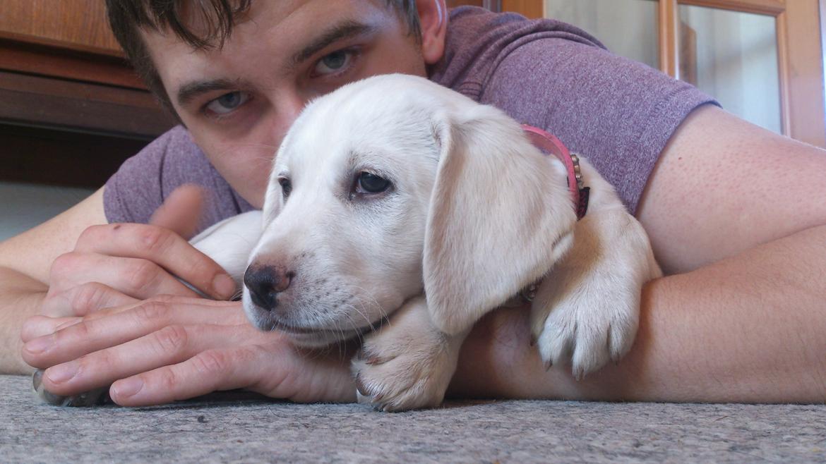 Labrador retriever Micha Mi Diamante - putter ved farmand billede 13