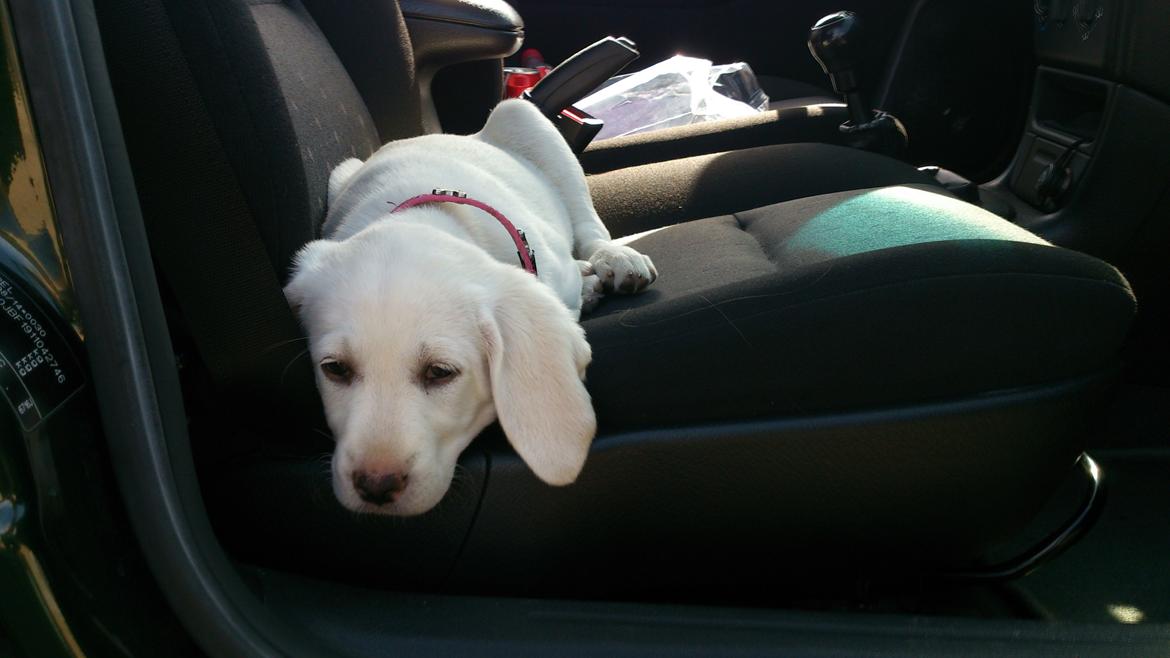 Labrador retriever Micha Mi Diamante - lige været med på station og spille bold billede 14