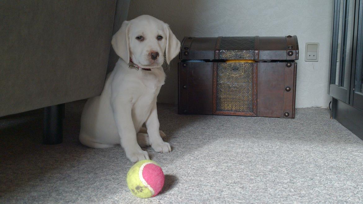 Labrador retriever Micha Mi Diamante - her gemmer jeg mig bare bag sofaen  billede 15