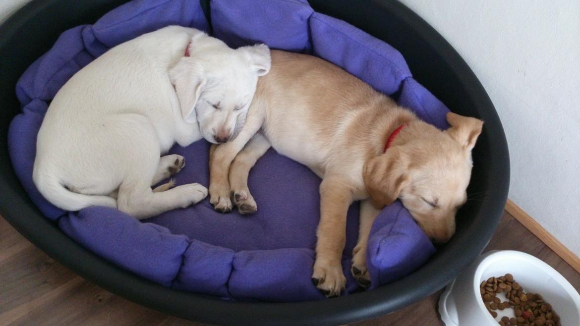 Labrador retriever Micha Mi Diamante - putter i kurven med søster Saga billede 16