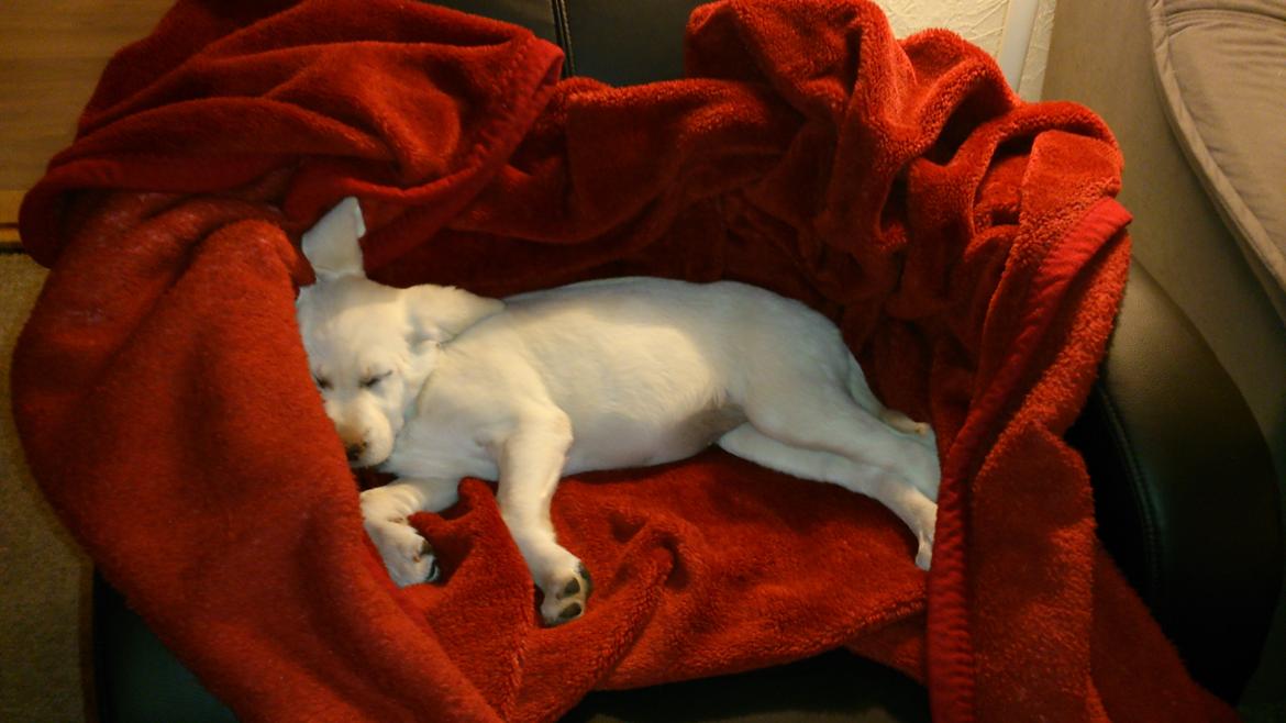 Labrador retriever Micha Mi Diamante - putter lioge i bedstes nye lænestol billede 17