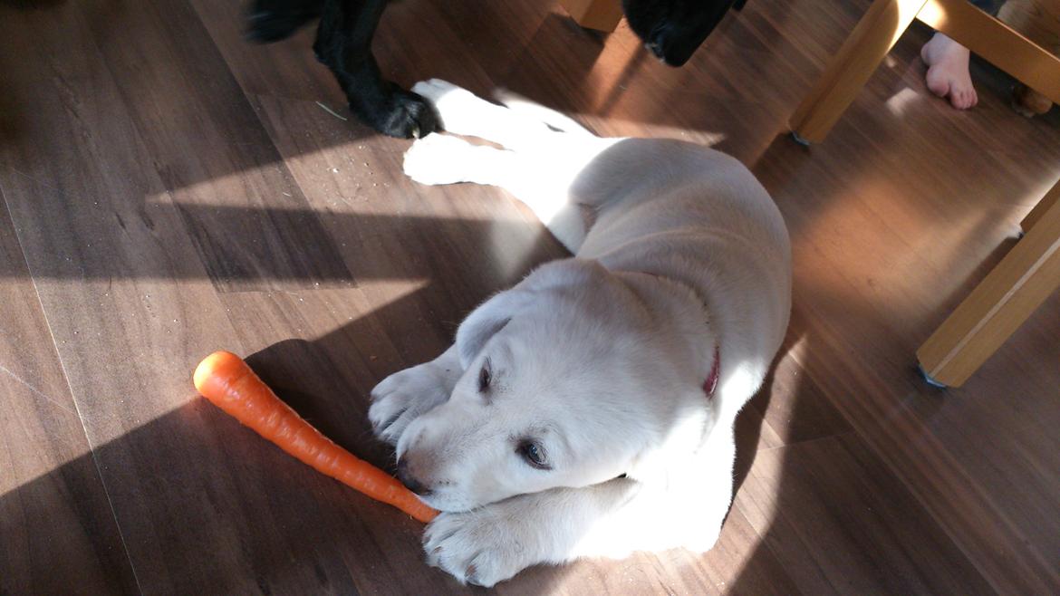 Labrador retriever Micha Mi Diamante - færdig med at lege med gulerødder  billede 18