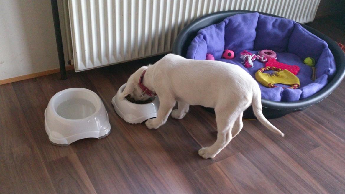 Labrador retriever Micha Mi Diamante billede 10