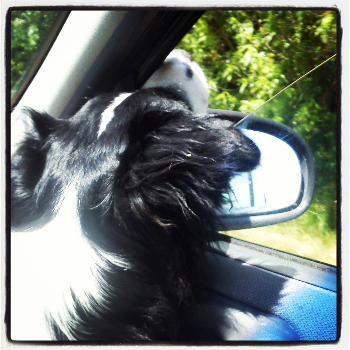 Border collie Tanya billede 6