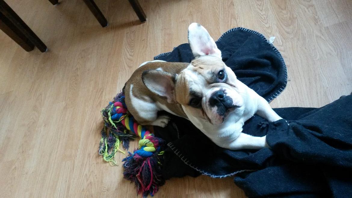 Fransk bulldog Rocco - Rocco 1,5 år billede 1