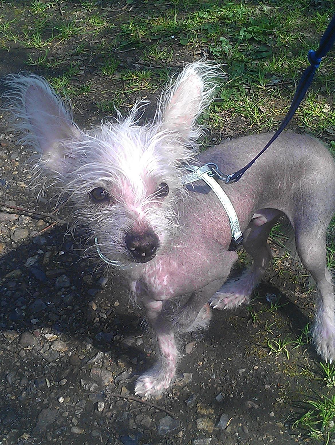 Chinese crested hårløs Felix billede 1