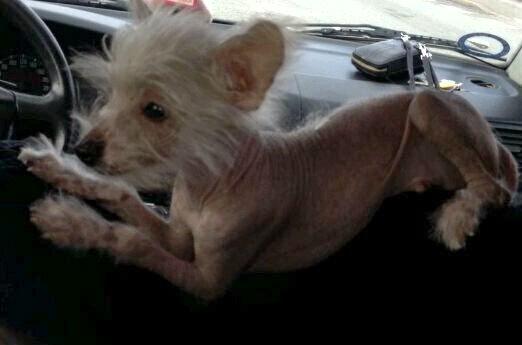 Chinese crested hårløs Felix billede 2