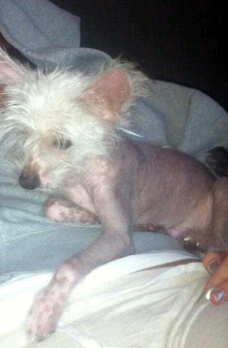 Chinese crested hårløs Felix billede 3