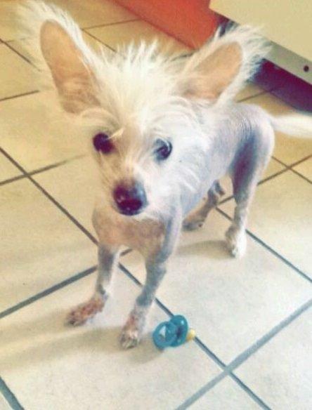 Chinese crested hårløs Felix billede 4