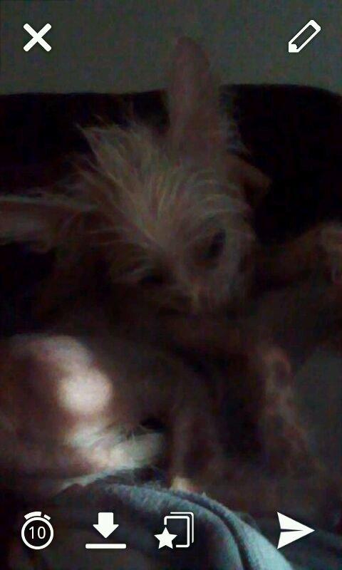 Chinese crested hårløs Felix billede 6