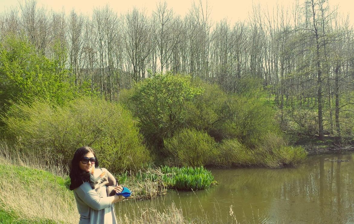 Chinese crested hårløs Felix billede 13