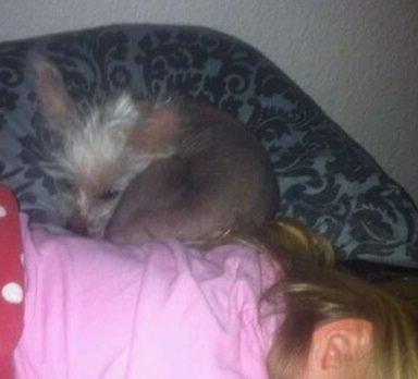 Chinese crested hårløs Felix billede 5