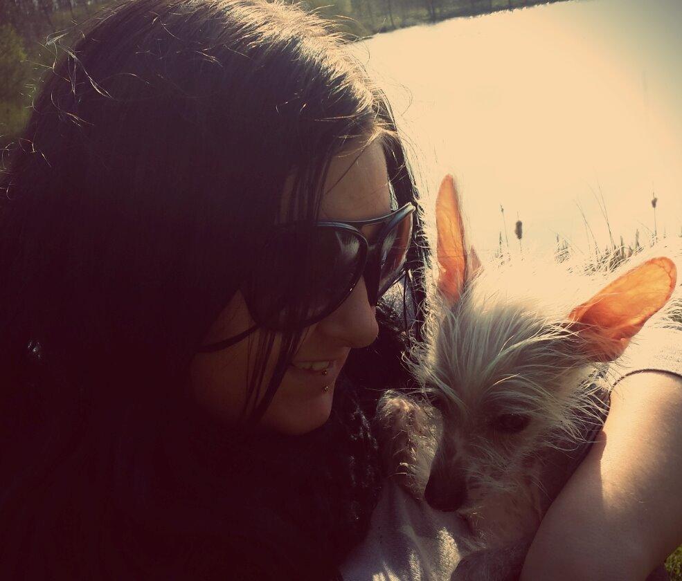 Chinese crested hårløs Felix billede 16