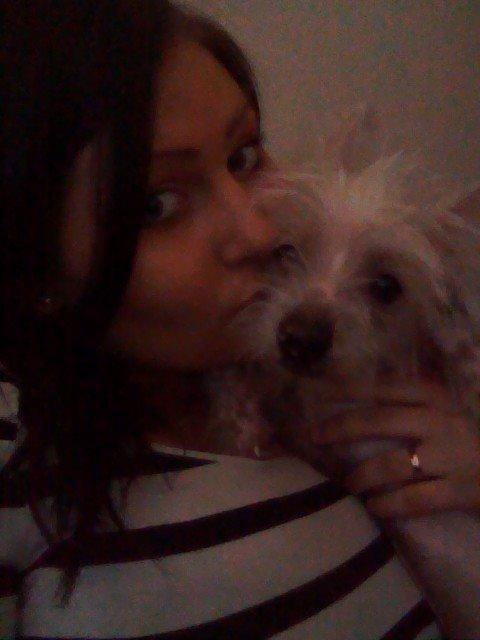 Chinese crested hårløs Felix billede 11