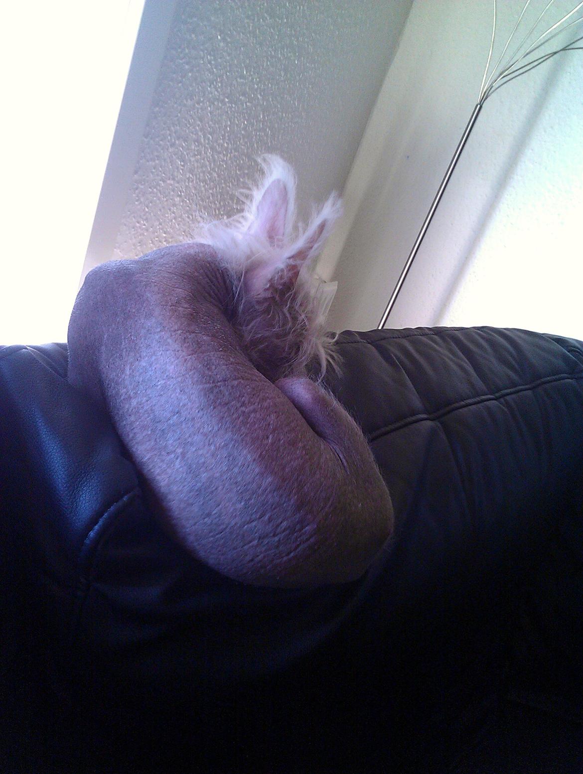 Chinese crested hårløs Felix billede 22