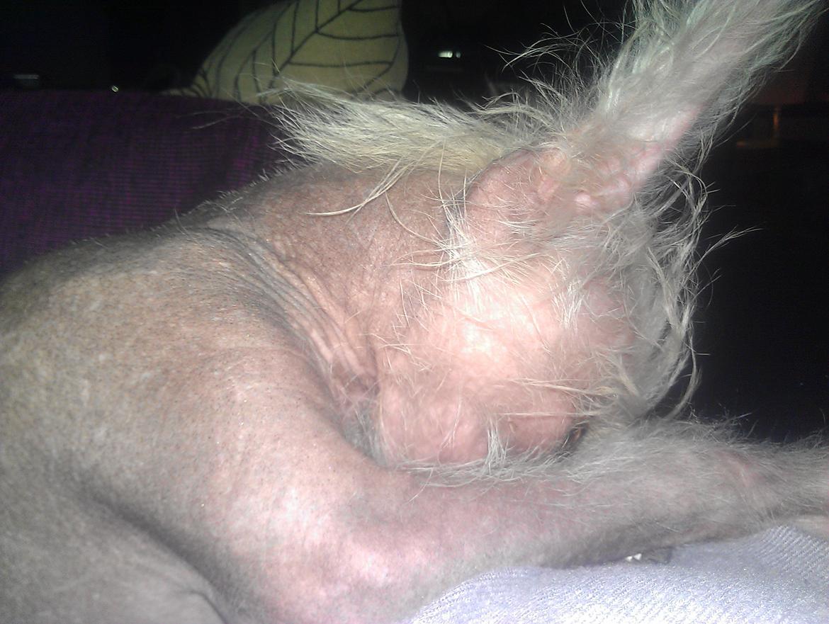 Chinese crested hårløs Felix billede 23