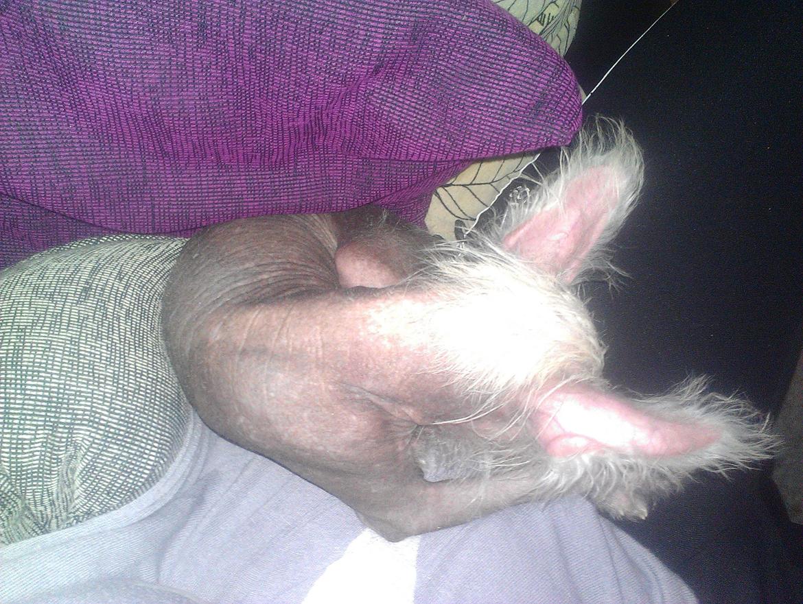 Chinese crested hårløs Felix billede 24