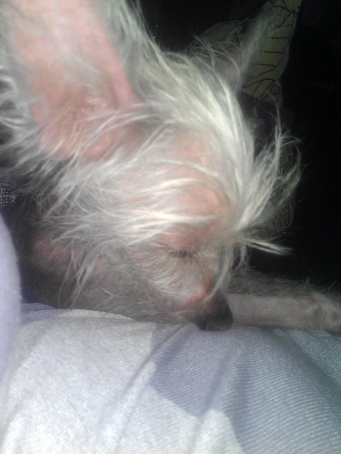 Chinese crested hårløs Felix billede 25