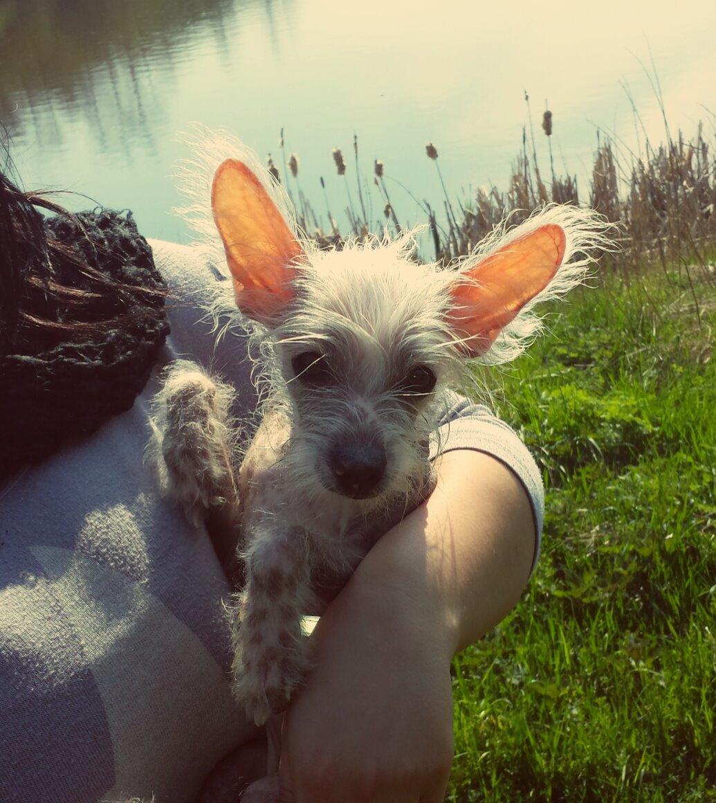 Chinese crested hårløs Felix billede 14