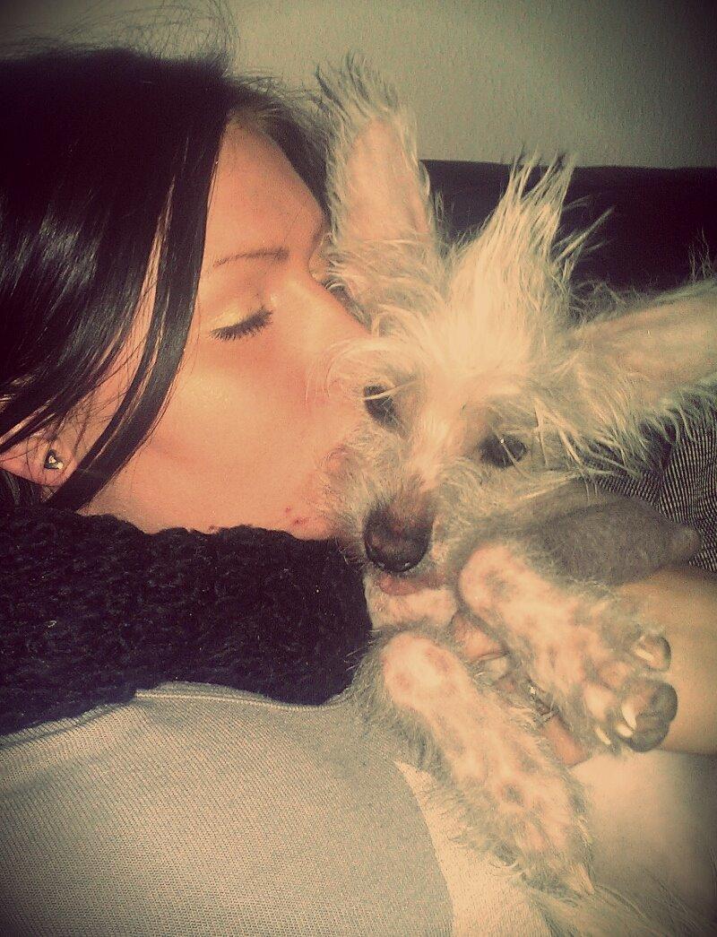 Chinese crested hårløs Felix billede 12