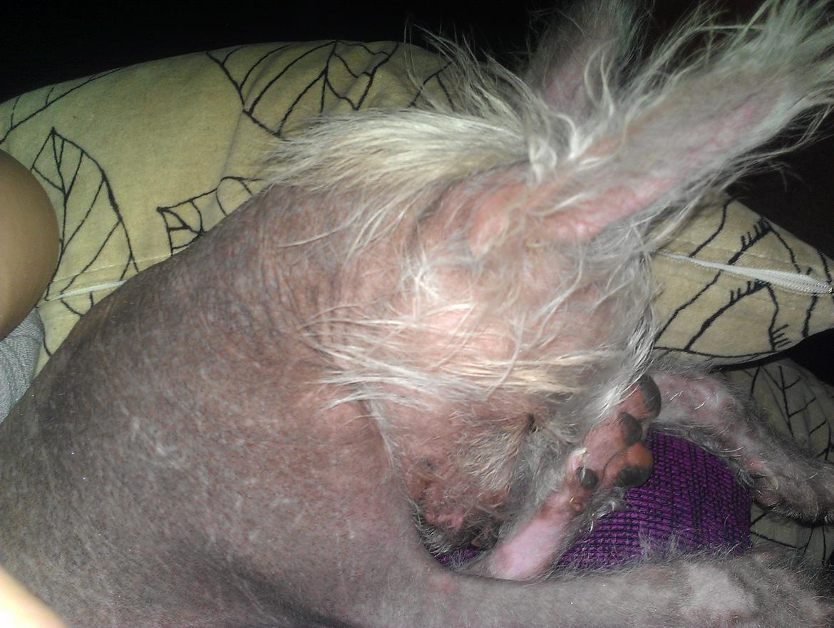 Chinese crested hårløs Felix billede 27
