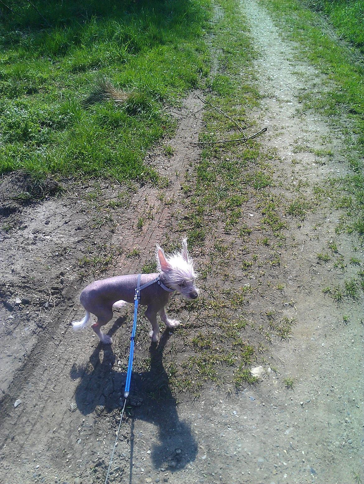 Chinese crested hårløs Felix billede 17