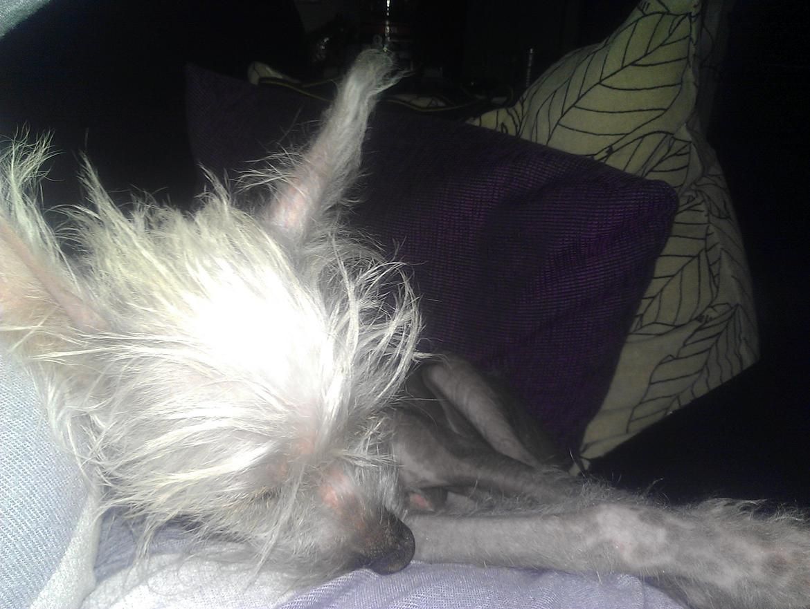 Chinese crested hårløs Felix billede 26