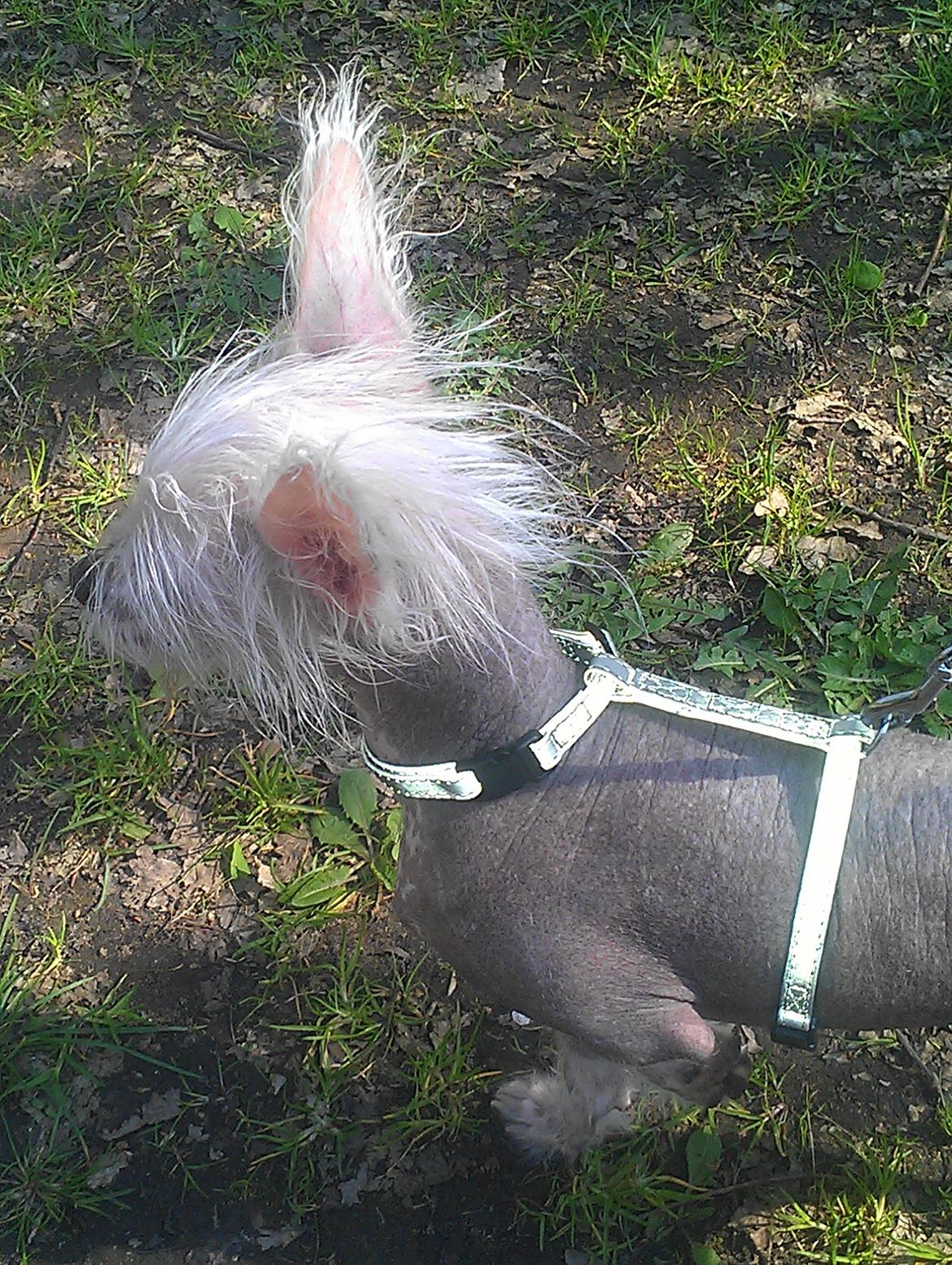 Chinese crested hårløs Felix billede 19