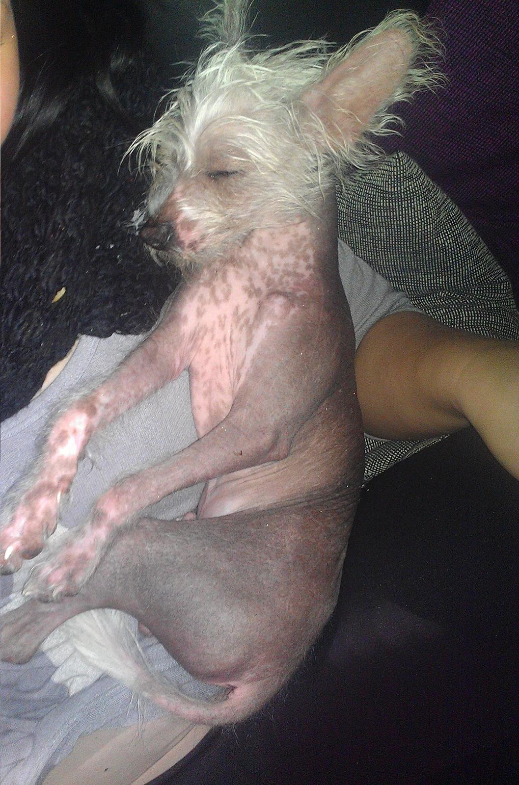 Chinese crested hårløs Felix billede 28