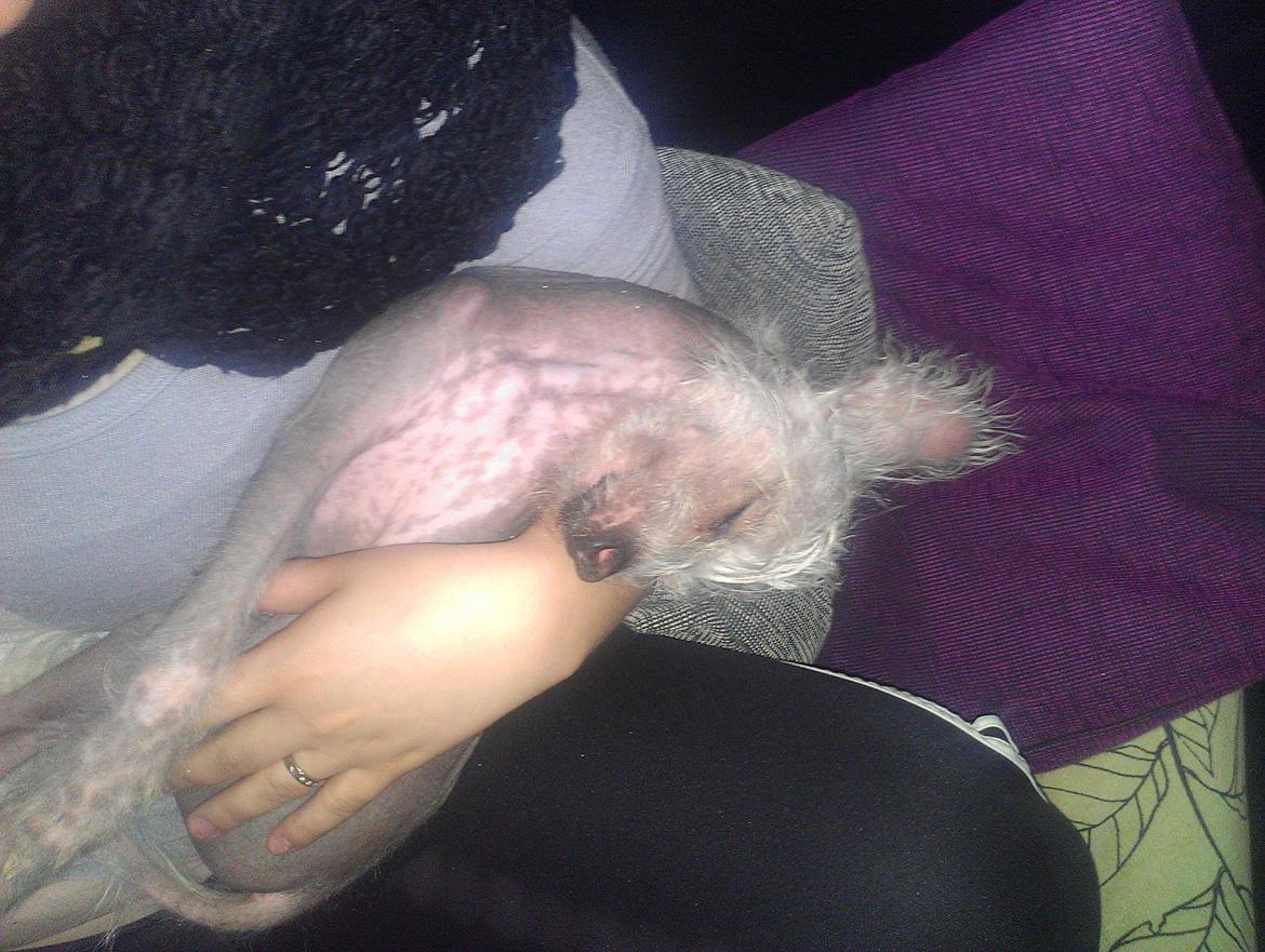 Chinese crested hårløs Felix billede 29