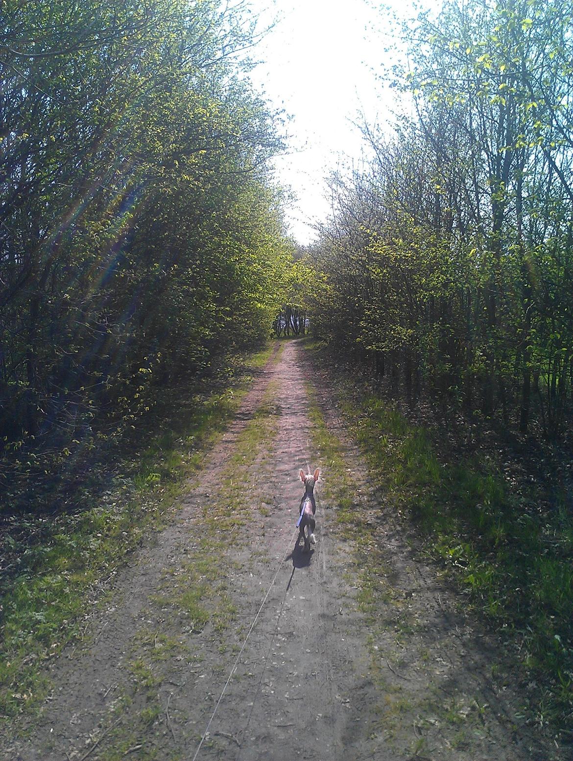 Chinese crested hårløs Felix billede 18