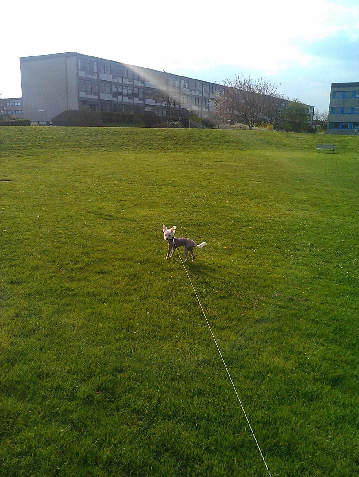 Chinese crested hårløs Felix billede 20